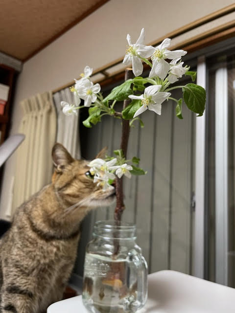 りんごの花ギャラリー 青森りんご産地直送 大湯ファーム